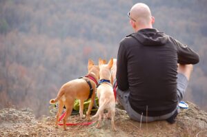 Start A Dog Sitting Business