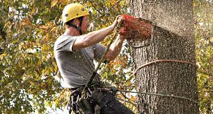 How To Start A Tree Cutting Business